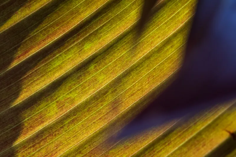 Banana leaf V, Penryn. 2019.